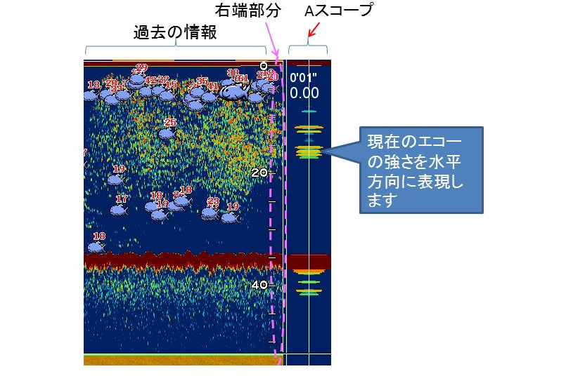 カタクチイワシを追う vol.1 水中画像