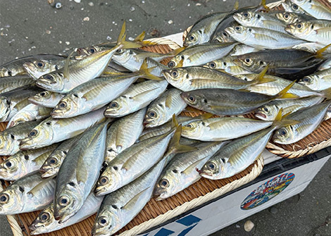 短時間ながら金色に輝く脂の乗った美味しいマアジがたくさん釣れました