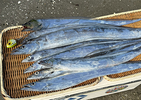 タチウオを追う vol.7 釣果画像