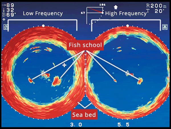 Sonar Tips: How to Use Fish ID to Catch More Fish • Sonar Wars