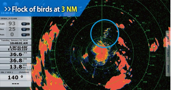 Flock of birds at 3 NM